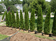 Arborvitae Shrubs Being Planted